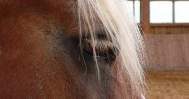 Therapeutisches Reiten